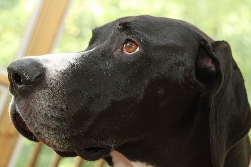 IMAGE: http://kjt.smugmug.com/Animals/Ajax-and-Reina/MG4867/996857816_hUk6i-L.jpg